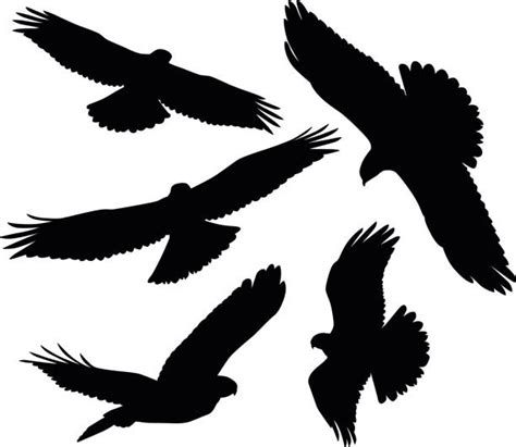 40 Peregrine Falcon Silhouette Stock Illustrations Royalty Free