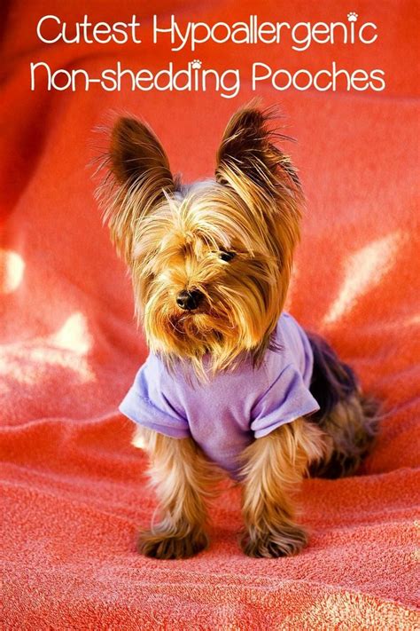 Miniature bulldogs are known for their peaceful nature. 5 Cute Small Hypoallergenic Dogs that Don't Shed - DogVills