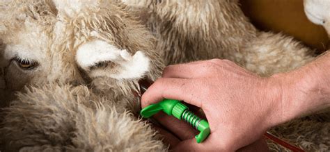 Sheep Injections For Animal Health Shop Online Pgg Wrightson