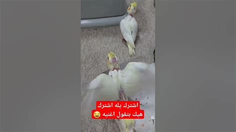 ما اجمل طيور كوكتيل Cocktail Parrot Bird Youtube