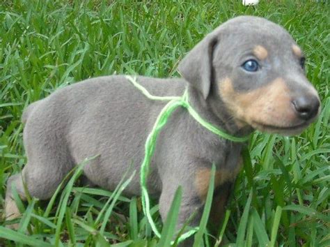 A gal said that her breeder euthanized blue puppies immediately at birth. Garrett's Dobermans Puppy Site