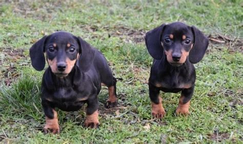 Aston acres dachshund puppies & adults for sale adoption in oregon. Dachshund Puppies For Sale | Portland, OR #297057