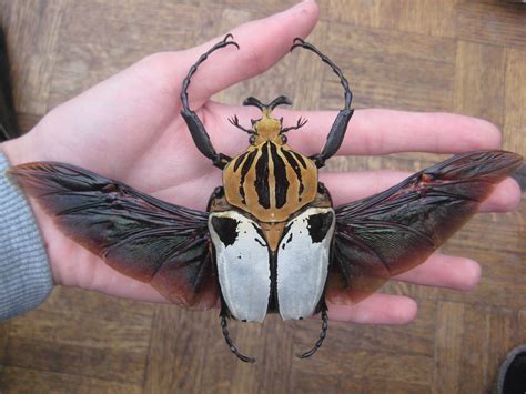 The Goliath Beetle Goliath Beetle Insects Beautiful Bugs