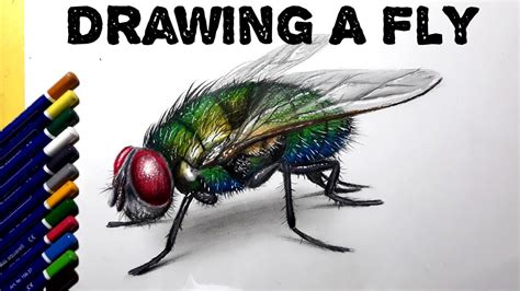 Drawing Realistic Fly Watercolour Pencils Hd Youtube