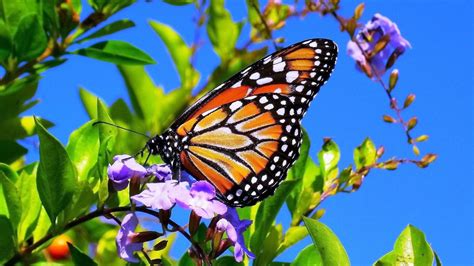 Butterfly Spring Wallpapers Wallpaper Cave