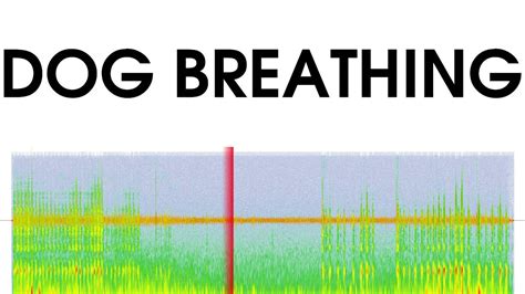 Dog Breathing Sound Effect Youtube