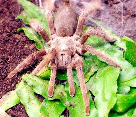 10 Most Dangerous Spiders In Australia Rotary Club Of Kenwick