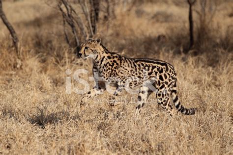 Rare King Cheetah In South Africa Stock Photo Royalty Free Freeimages