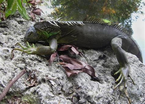 Frozen Iguanas Falling From Trees Becoming Floridas Christmas Tradition