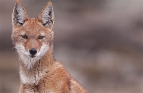 Ethiopian Wolf Facts Habitat Diet Population Pictures