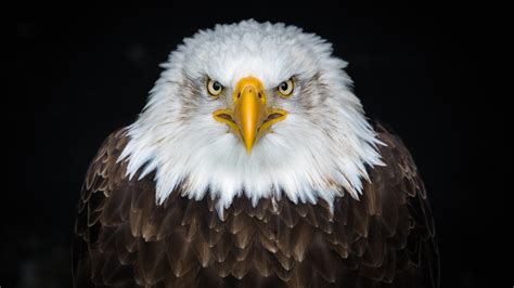Download Stare Eagle Bird Animal Bald Eagle 8k Ultra Hd Wallpaper