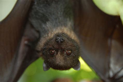 The Head Of A Small Bat With Beady Brown Eyes Fills The Foreground And