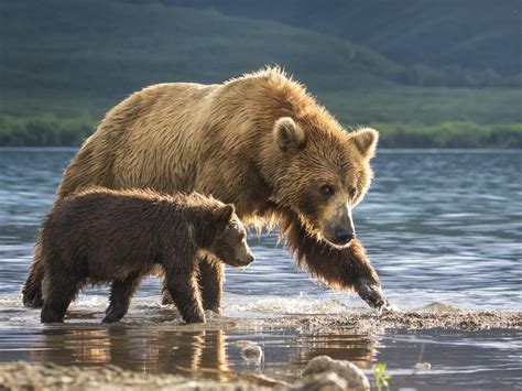 2017 National Geographic Nature Photographer Of The Year