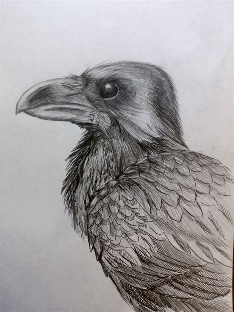 Ворон Raven Raven Crow Draw Pencil Art Sketch Kuuvalasdraw By