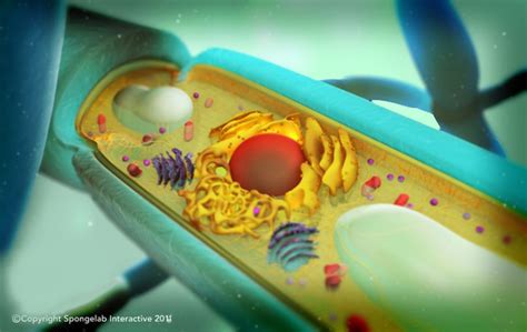 Cell Membrane Unlabeled Labeled Cell Diagram