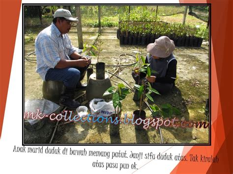 Cara cantuman sisi (mango side grafting) teknik sambung pucuk durian unggul agar cepat berbuah. MK Collections...: Durian : Cantuman Baji (Siri 1)
