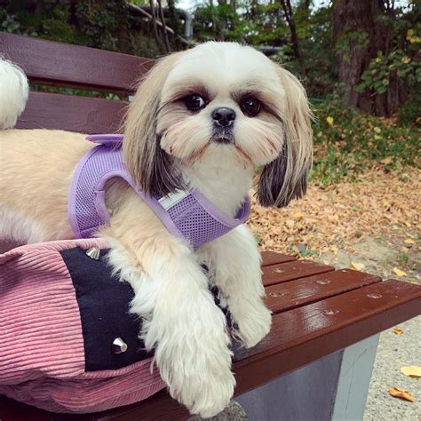 15 Cool Facts About Shih Tzu