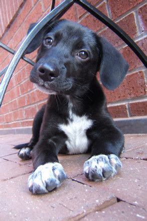 German shorthaired pointer breed guide. german shorthaired pointer black lab mix - Google Search ...