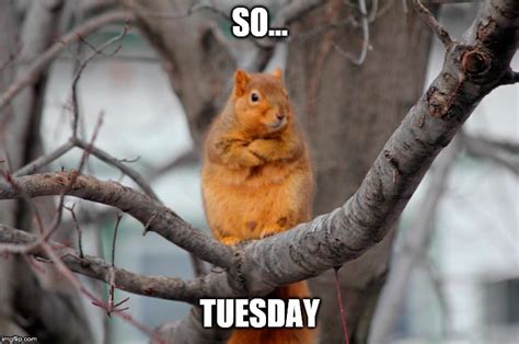 Tuesday Imgflip