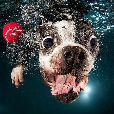 20 Funniest Underwater Photos Of Dogs Design Bump