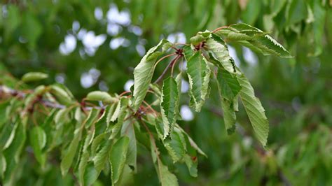 Common Causes Of Curling Leaves In Your Plants