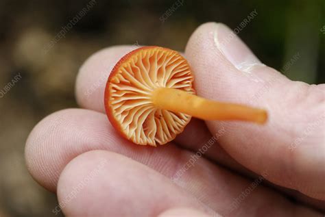 Mushroom Gills Stock Image C0038112 Science Photo Library