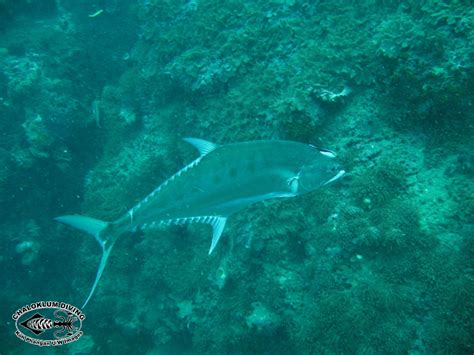 Queenfish Carangidae Chaloklum Diving Koh Phangan Thailand