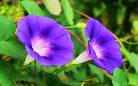 Morning Glory Wallpapers Wallpaper Cave