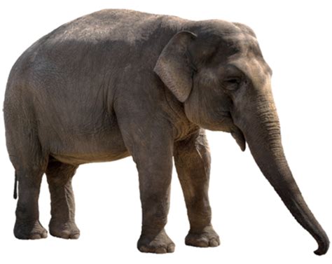 Elephant Png Transparent Background Image For Free Download Png 5441
