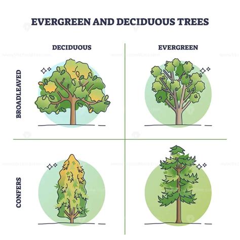 Evergreen Trees Vs Deciduous Plants With Seasonal Leaves Outline