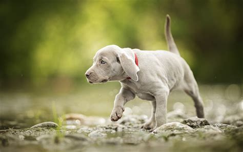 Download Wallpapers Weimaraner Puppy Forest Pets River Gray Dog