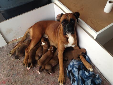 All those who are eager should not make the mistake of walking through the big door without any sound knowledge of what exists beyond it. So apparently 1 boxer + 1 boxer = 8 baby boxers : Boxer