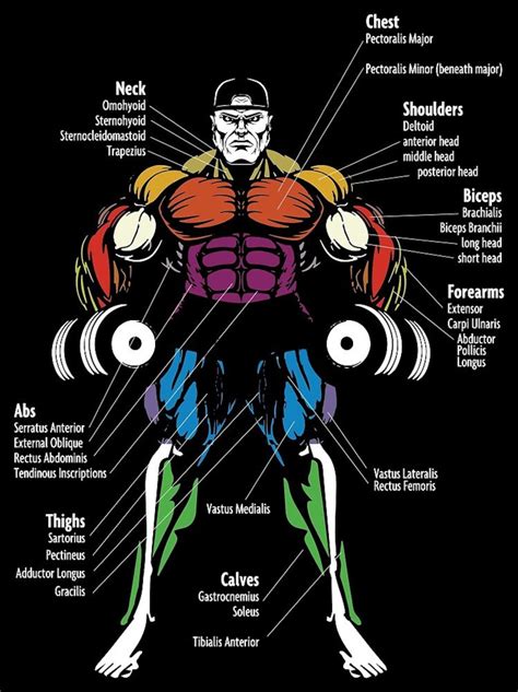 Muscle Chart Poster Anatomy Diagram Bodybuilding Poster Etsy Uk