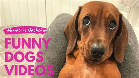 Miniature Dachshund Dogs Funny Instagram Videos Try Not To Laugh Cute