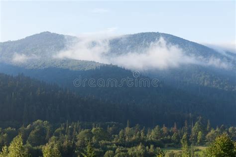 Cold Weather Forest Fog In Mountain Misty Mist Pine Landscape Stock