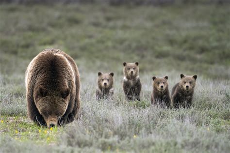 Grizzly Bear 399 And Her 4 Cubs Wildlife Photography Art Grand Teton