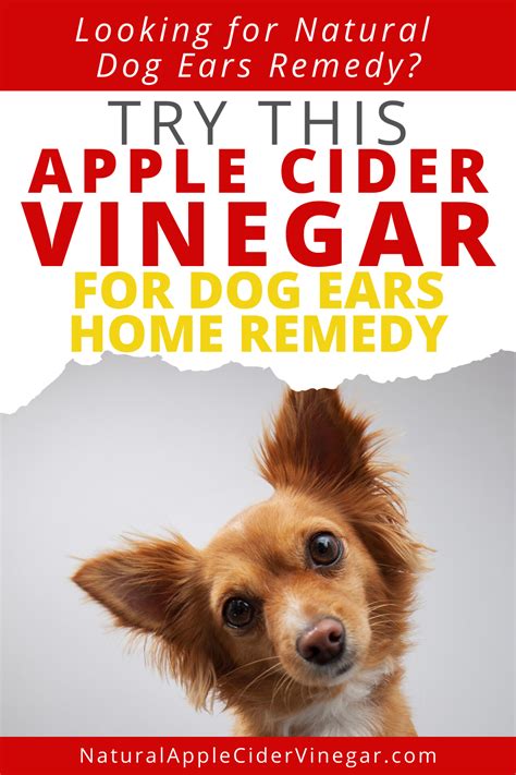 Apple Cider Vinegar For Dog Ears Home Remedy All Natural Home Dog
