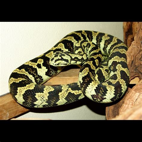 Jungle Carpet Pythons Morelia Spilota Cheynei