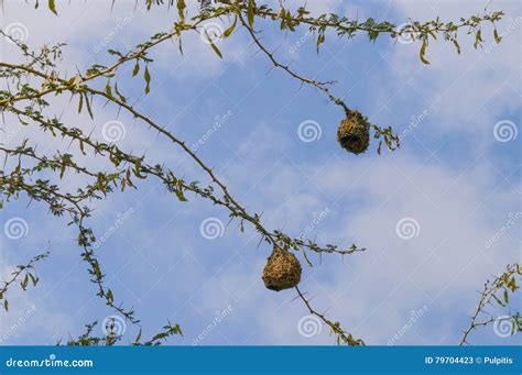 Bird Nest Of Weaver In An African Acacia Tree Stock Image Image Of