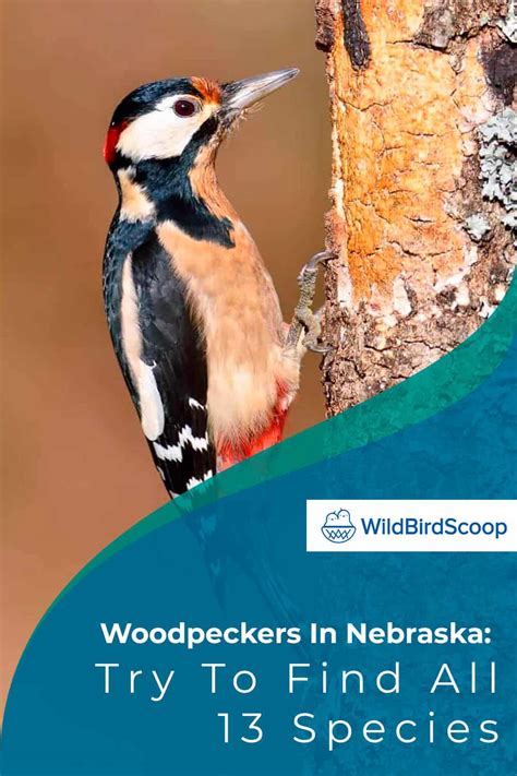 Woodpeckers In Nebraska Try To Find All 13 Species