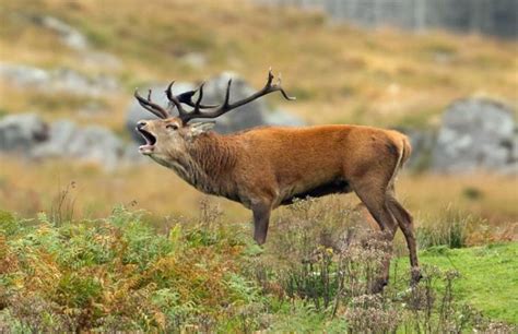 The Deer Rutting Season In Scotland Eagle Brae