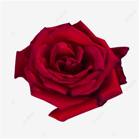 Blossoming Red Rose Flower Rose Rose Flower Flower Png Transparent