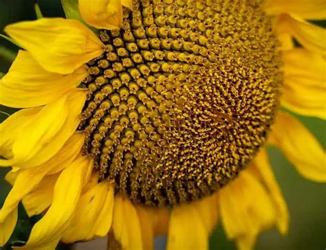 16 Sunflower Facts Celebrating Bright Blooms Facing The Sun