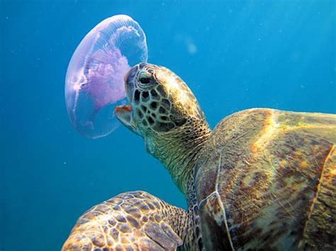 Loggerhead Sea Turtle Eating Jellyfish