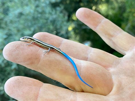 Baby Blue Tailed Skink I Found Under My Toolbox Tinyanimalsonfingers