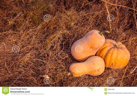 Dried pumpkin loaded with vital nutrients to nourish mind and body are accessible. Ripe Pumpkins And The Dried Up Grass On The Field Stock ...