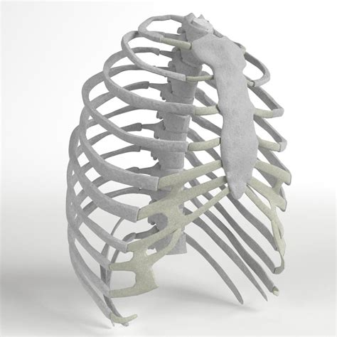 Liver Anatomy Rib Cage Rib Cage Diagram With Organs Human Anatomy