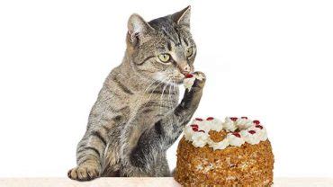 Yes, cats can eat carrots. Can Cats Eat Cake? Everything You Need To Know