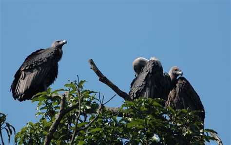 Conservation Of The White Rumped Vulture Gyps Bengalensis
