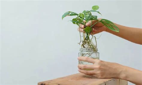 How To Propagate Monstera Plant Water Soil Air Layering Method